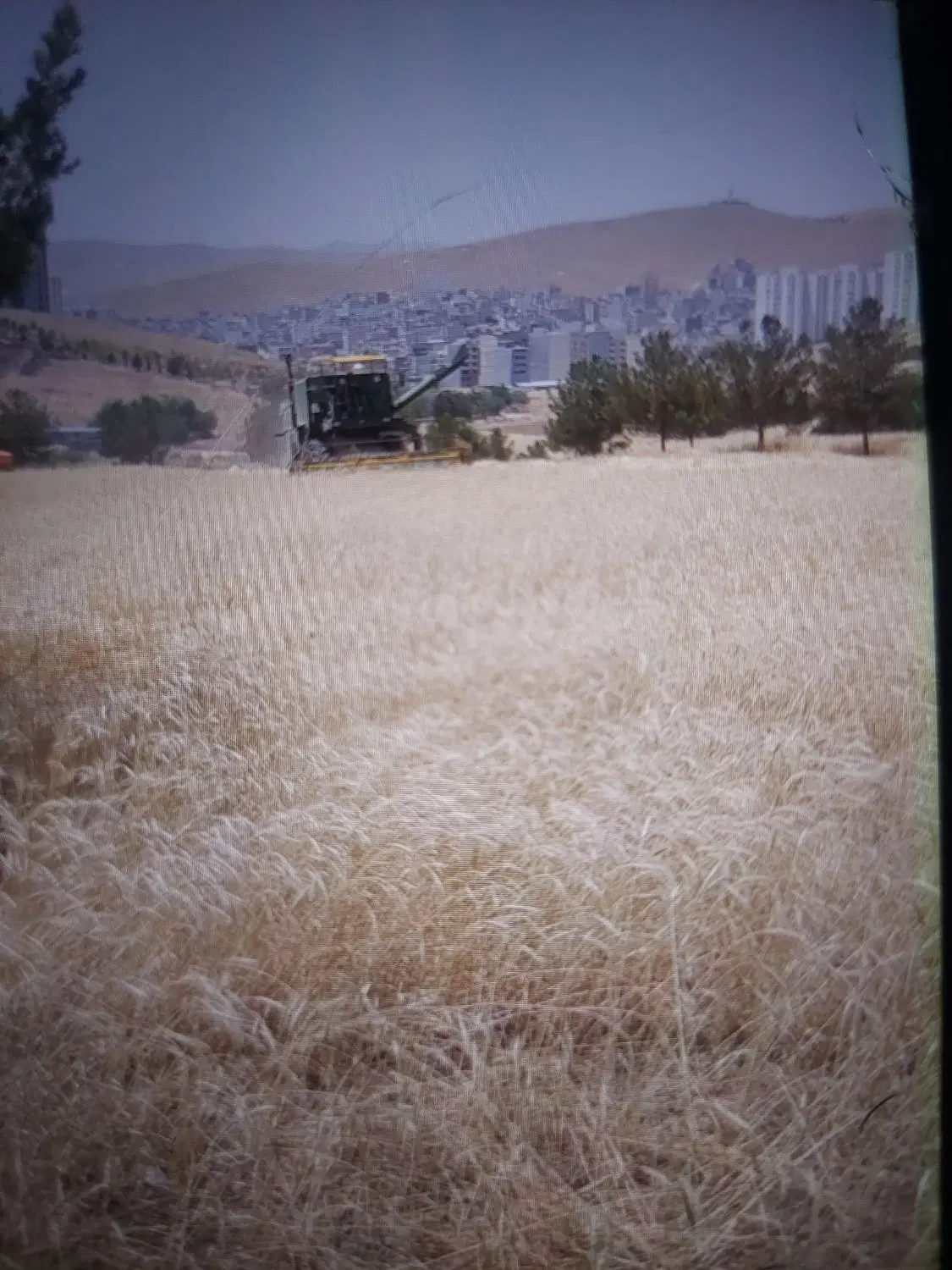 زمین کشاورزی جو و جار