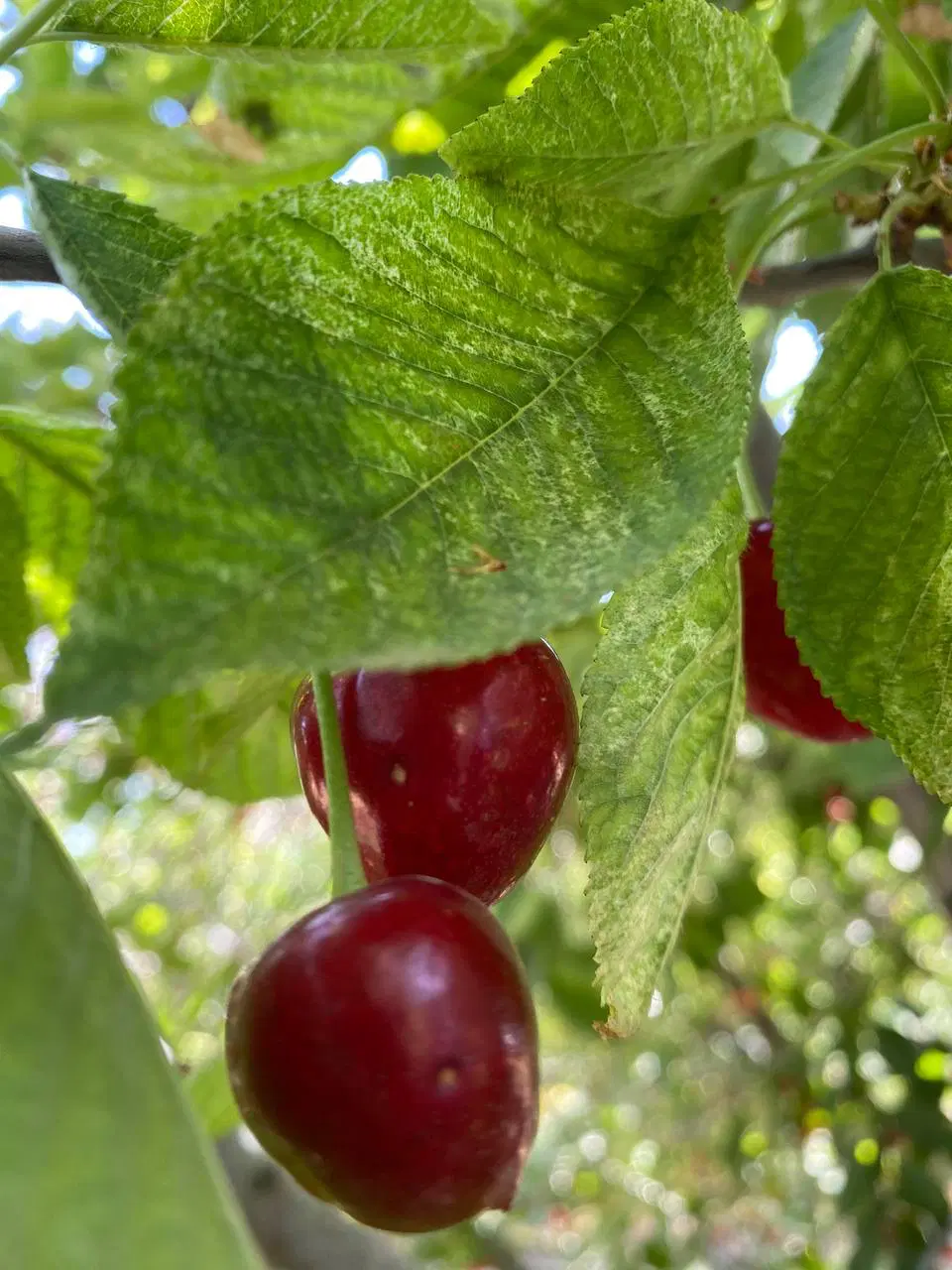 باغ گیلاس و آلبالو