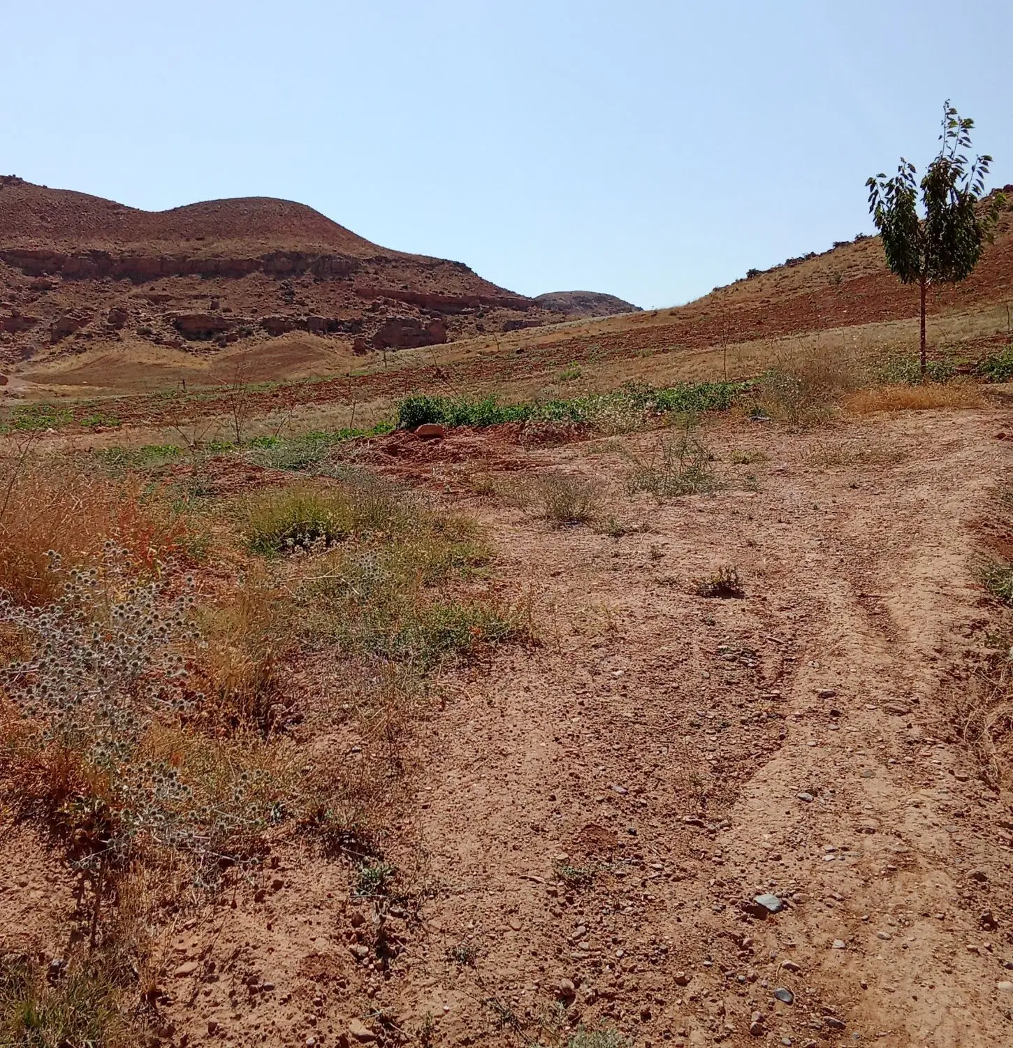 زمین زراعی