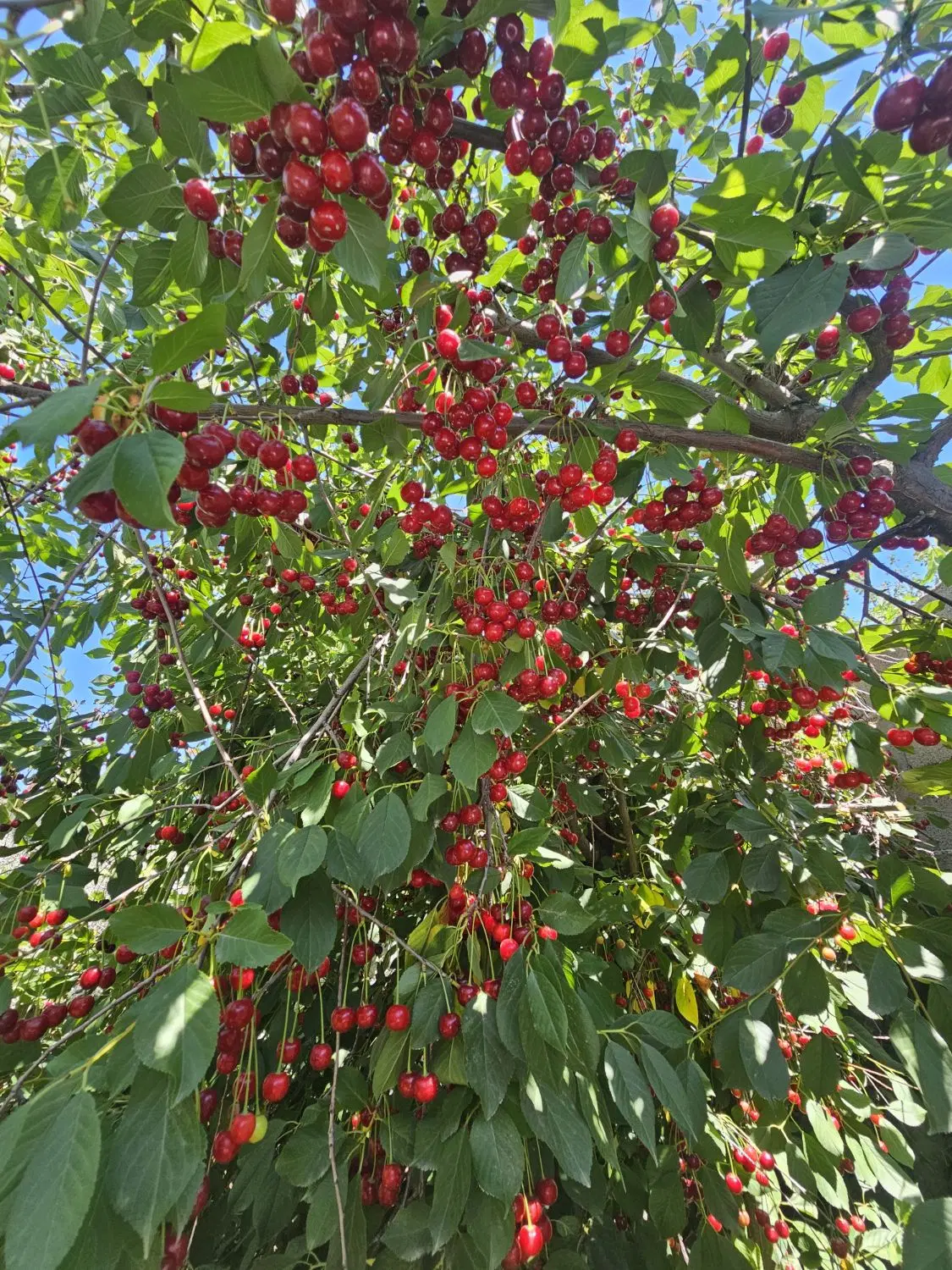 ۲۰۰ متری در قلب گلمکان(مسکونی)