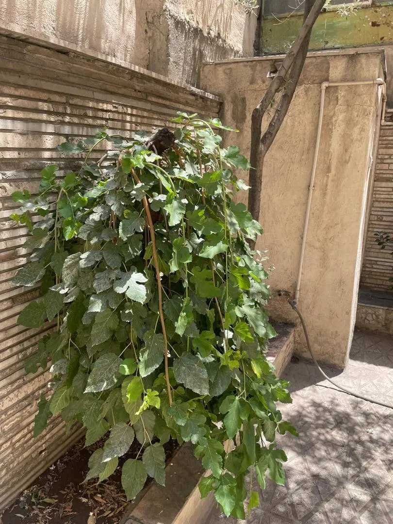 فروش خانه