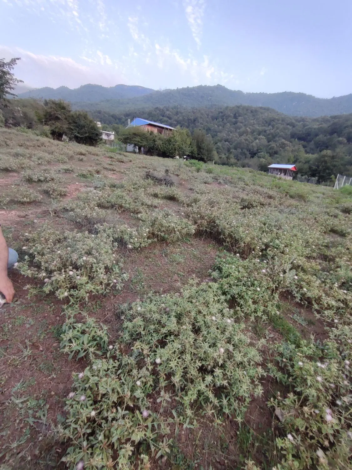 زمین مسکونی داخل بافت،  روستای زیبای بالاچلی