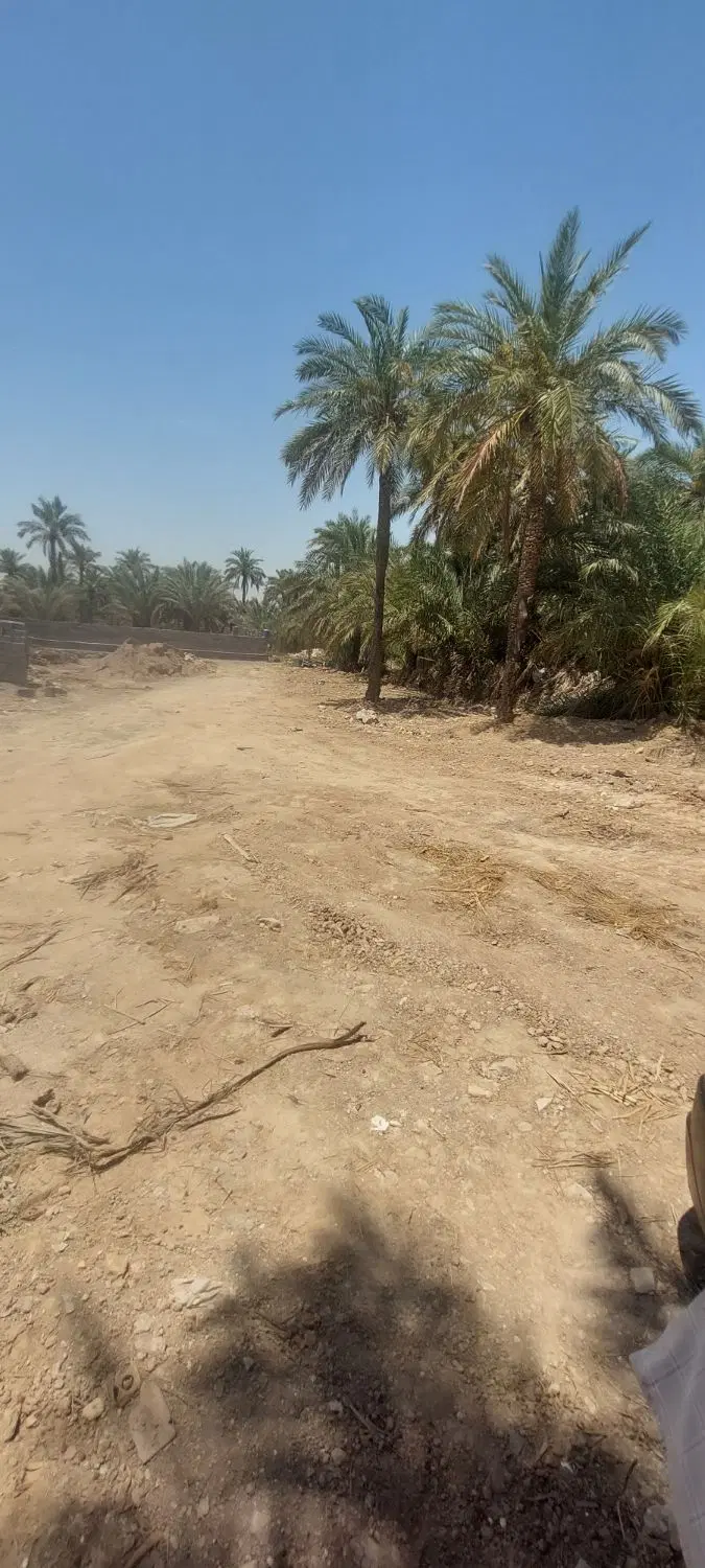 زمین 5000 متری نخلستان