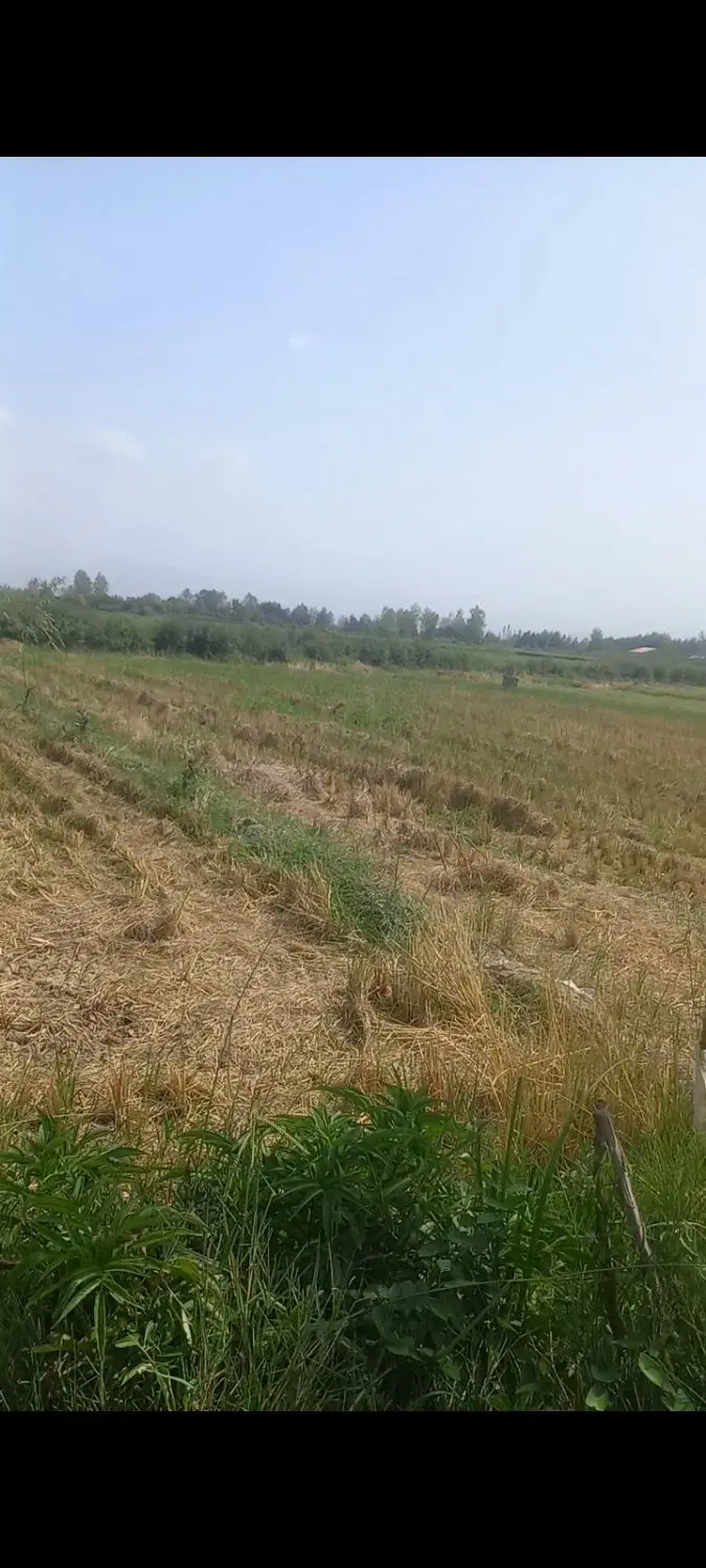 2000 متر زمین زراعی متری 550