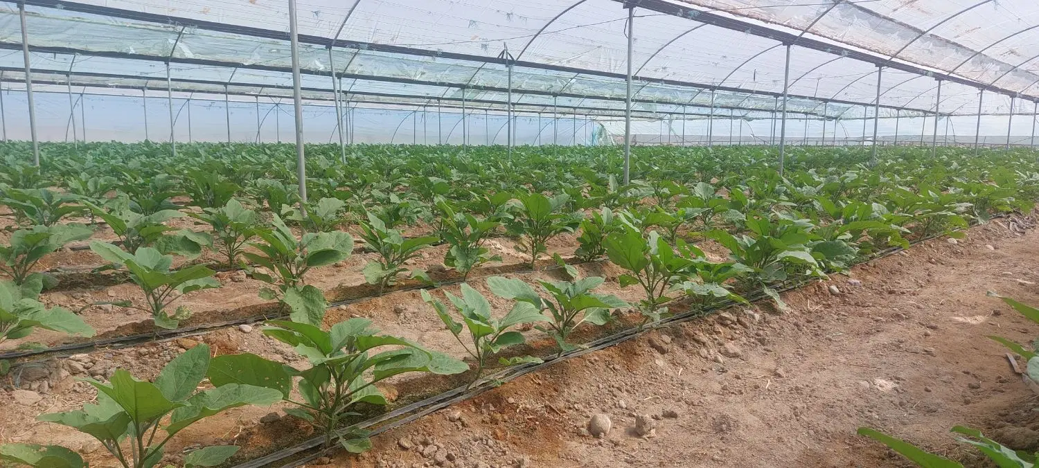اجاره گلخانه کشاورزی