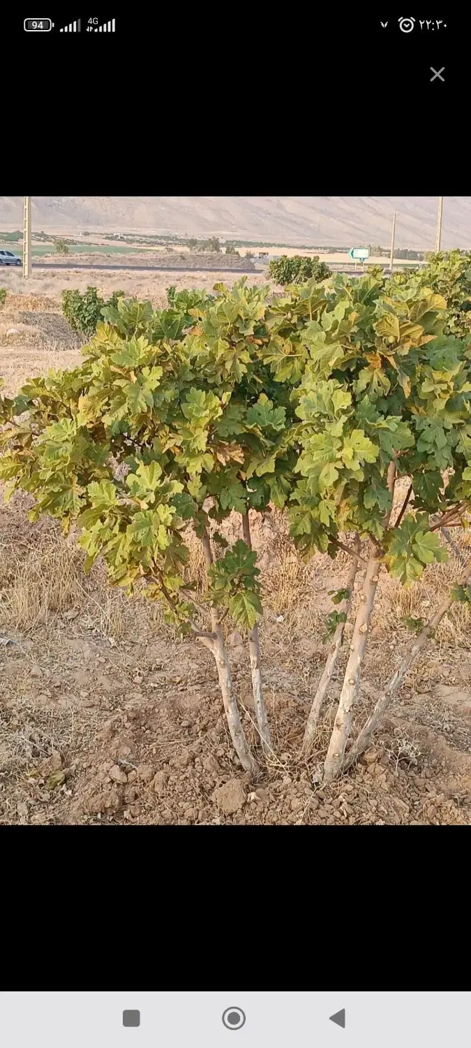 فروش باخ انجیر