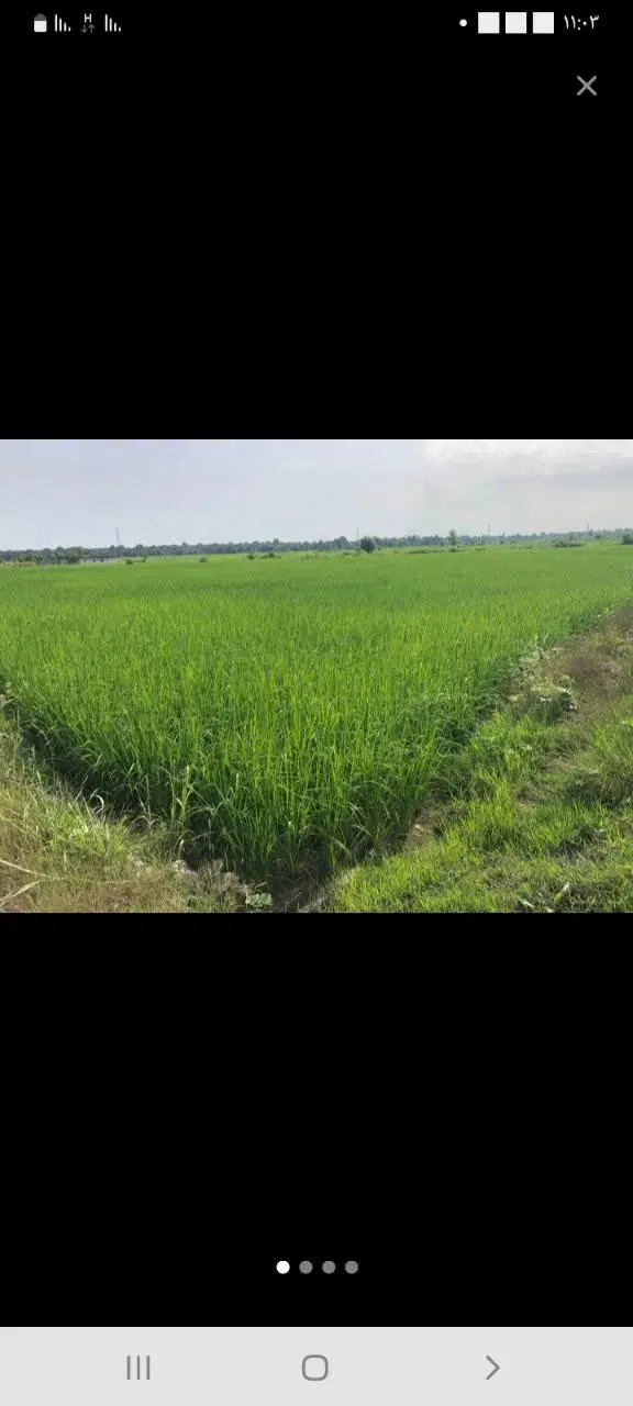 زمین کشاورزی روستای سلیاکتی  ۱۸۰۰ متر سند ۶ دانگ