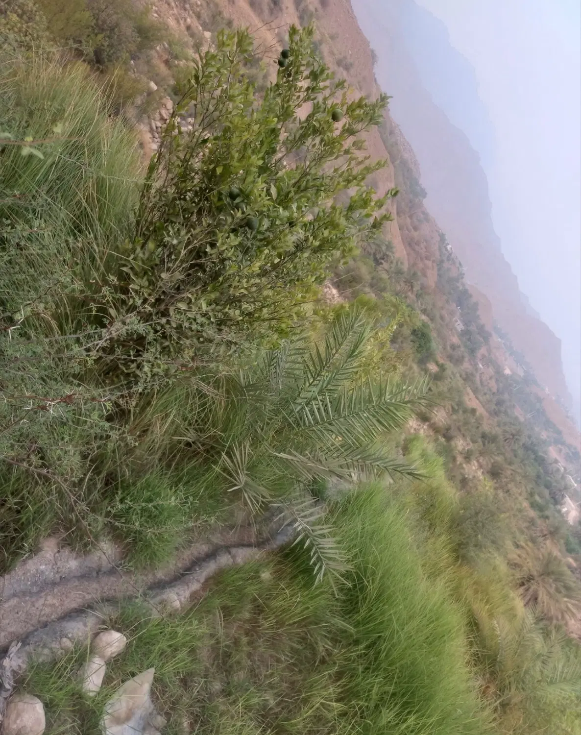 باغ سیاهو بنگلایان