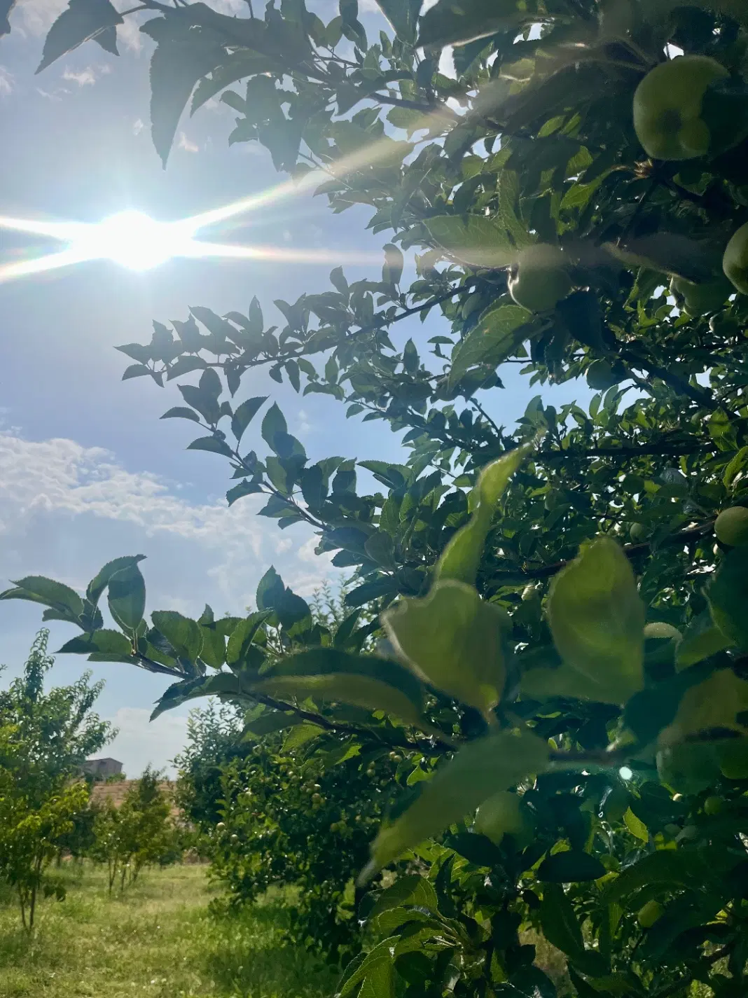 باغ سه هزار متری امکانات کامل