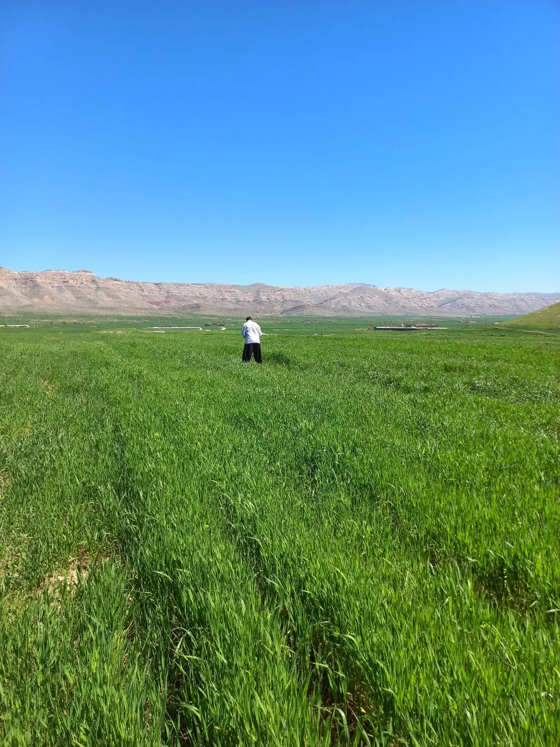 زمین کشاورزی هرین خلیفه برای اجاره