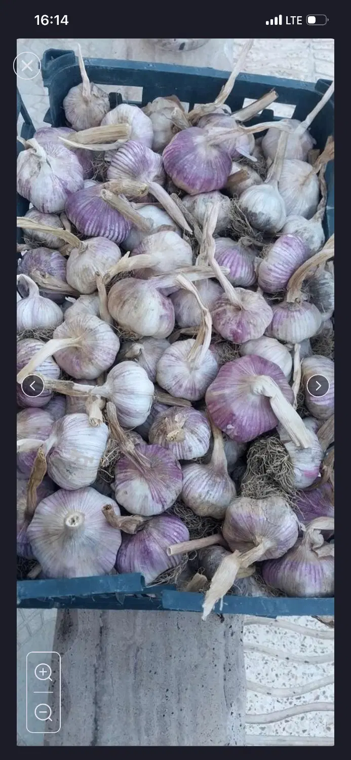 ۳هکتاراجاره برای سیر