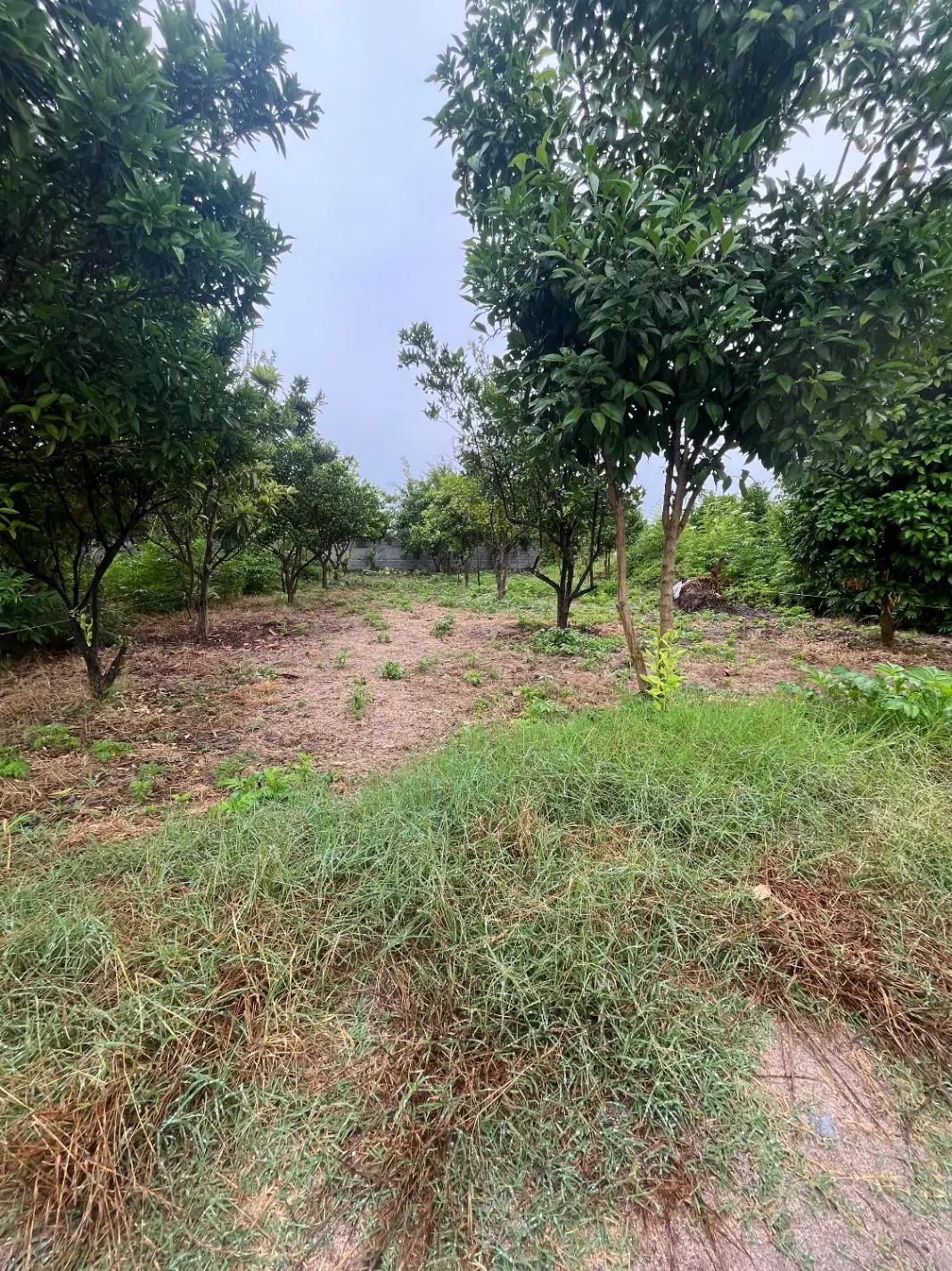زمین ۱۵۰ متری داخل بافت