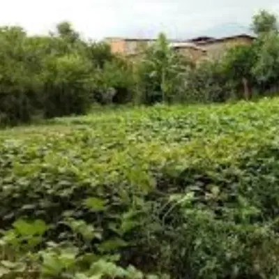 فروش زمین در بافت دودانگه ۲۰۰متر