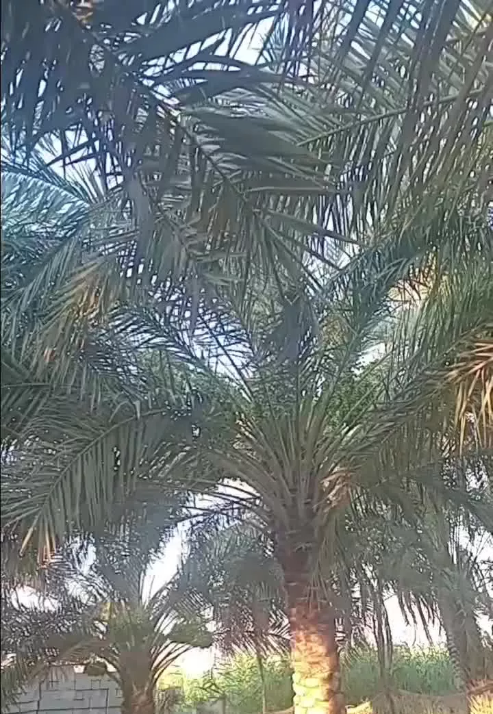 شادگان مسیر داروخوین روبروی پمپ بنزین حاج مرزوگ