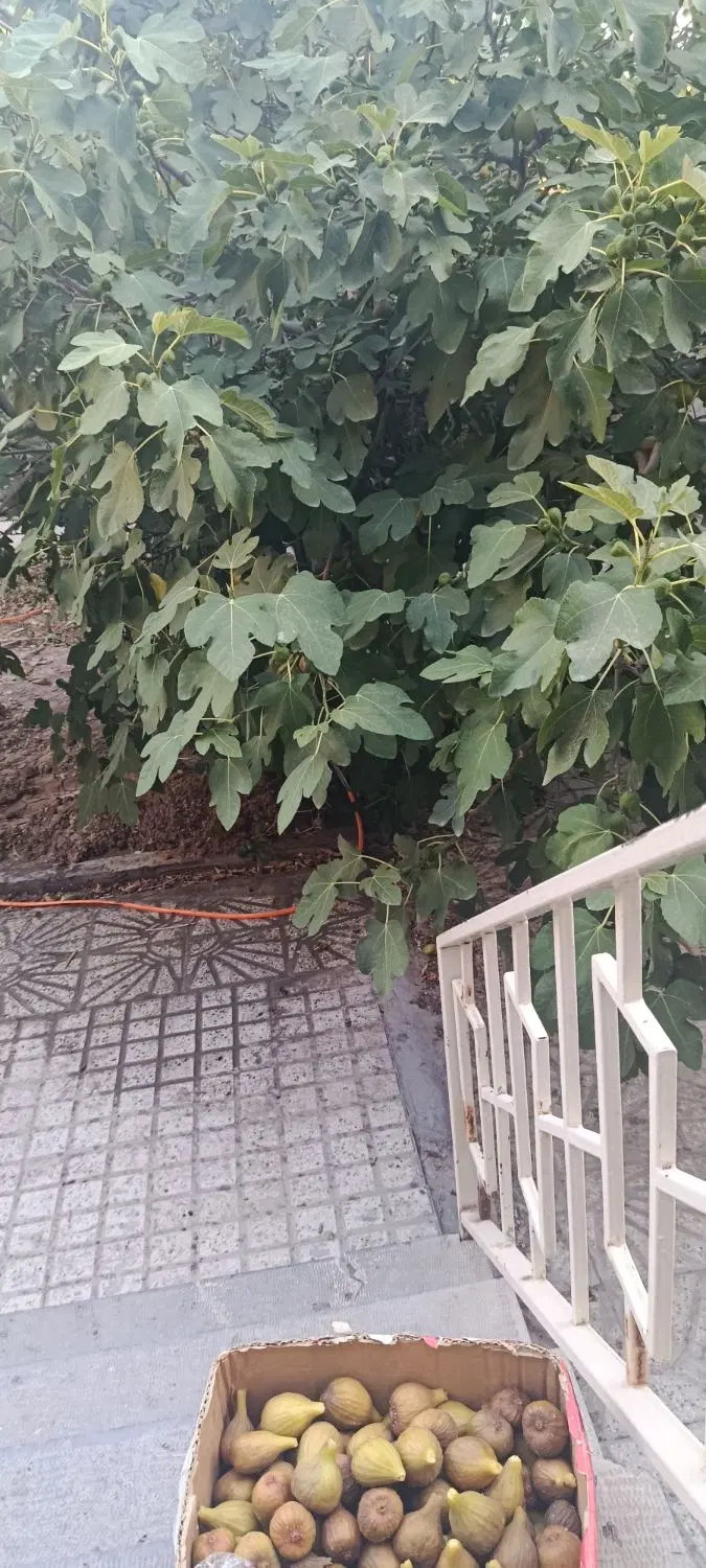 کوی فرهنگ ویلایی _300 متر جنوبی