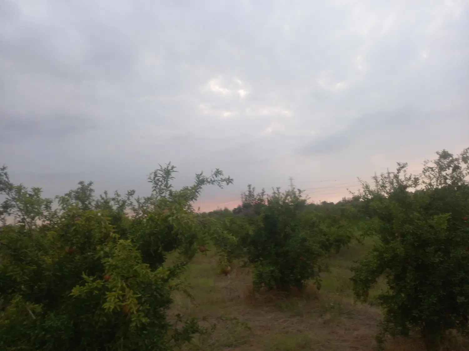 زمین باغی