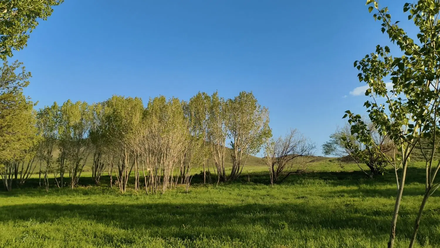 باغ در نزدیکی زنجان