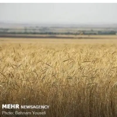 زمین کشاورزی
