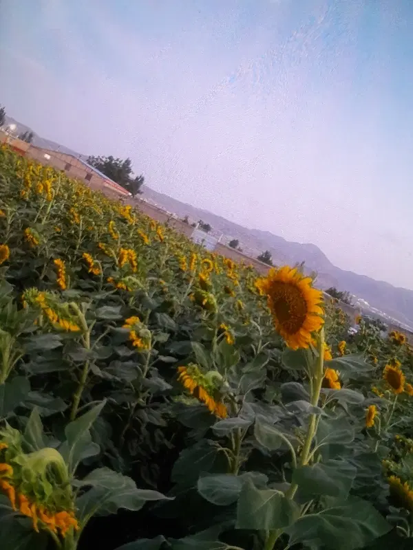 یک قطعه زمین در کمپانی