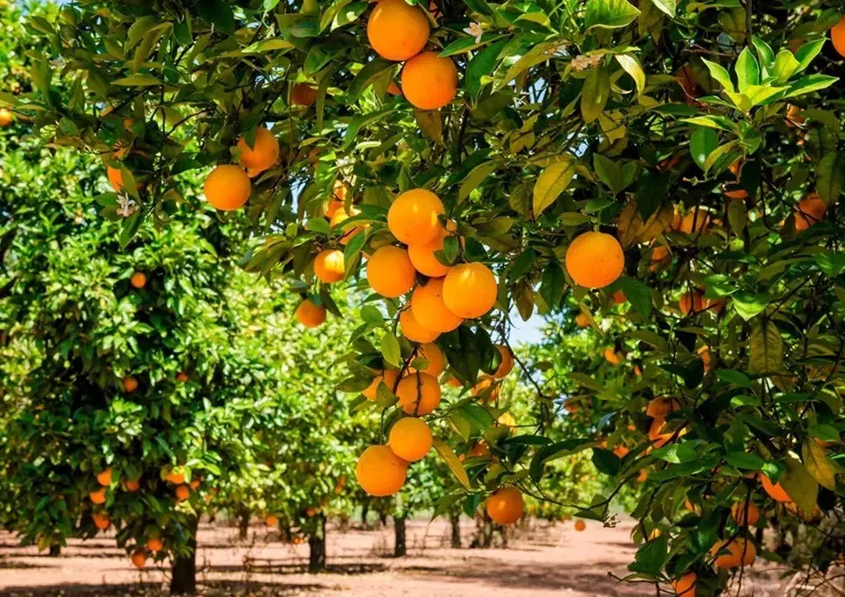 ابر ویلای منطقه مشجر با درختان سیاه ریشه