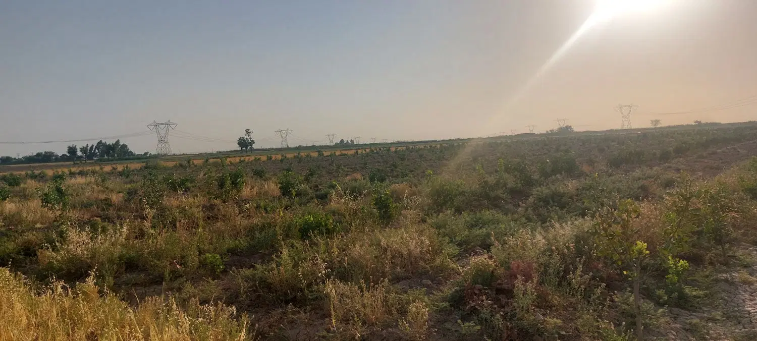 باغ پسته ۶ساله احمد آقایی ۱۱ هزار متری