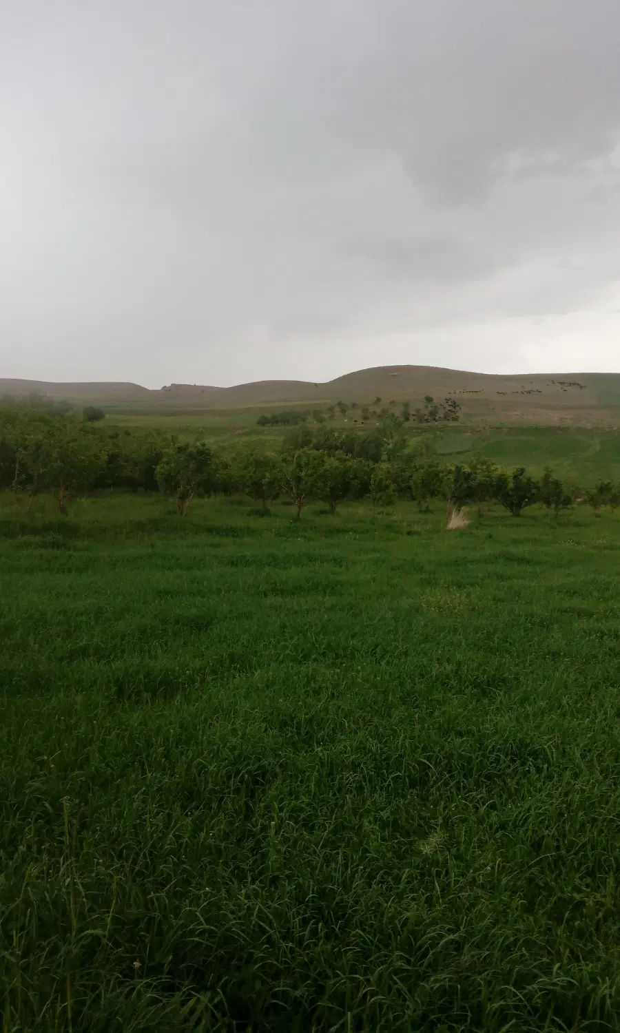 زمین کشاورزی بروجرد