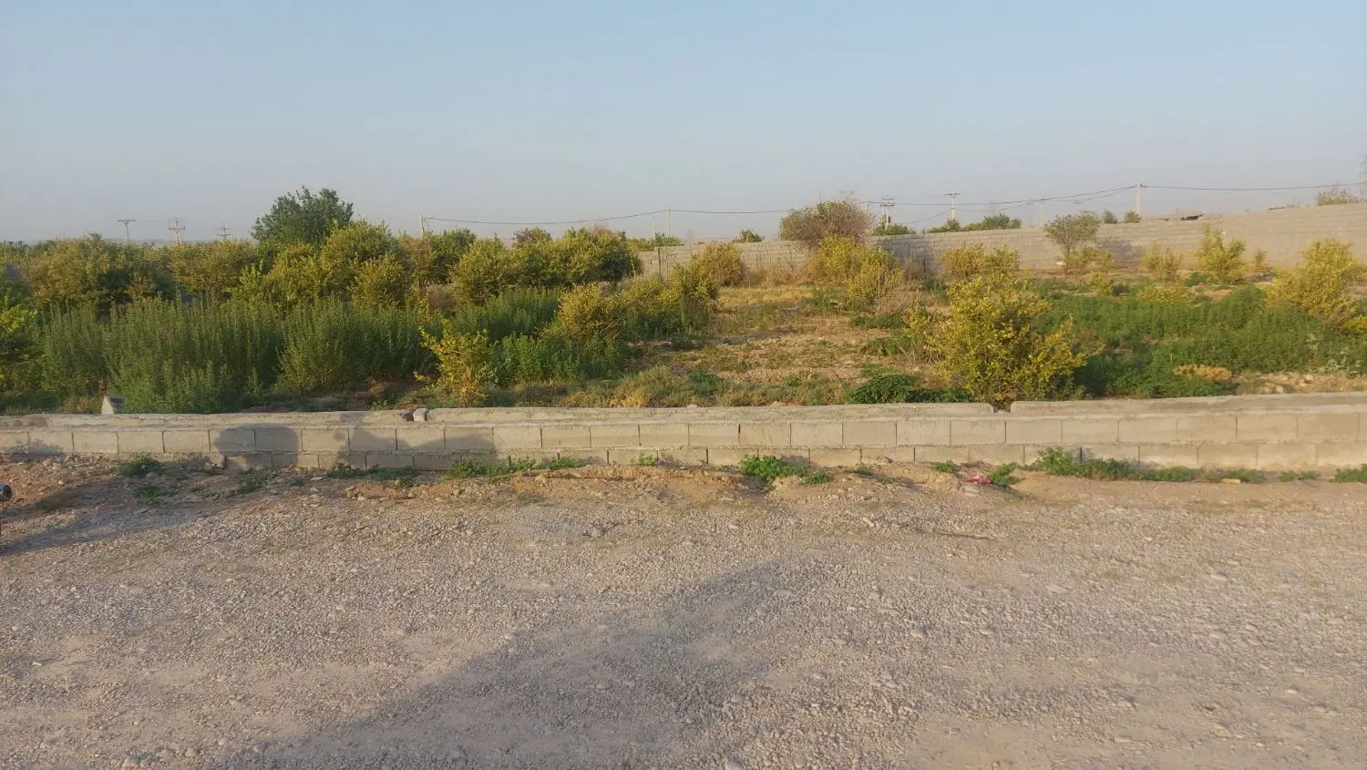 زمین باغی همراه با درختان لیمو