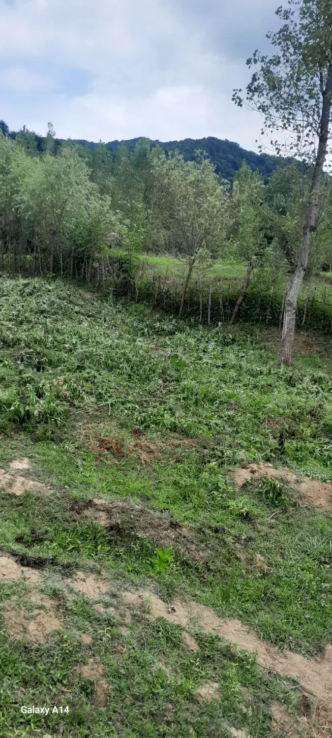 زمین باغی در چماچا