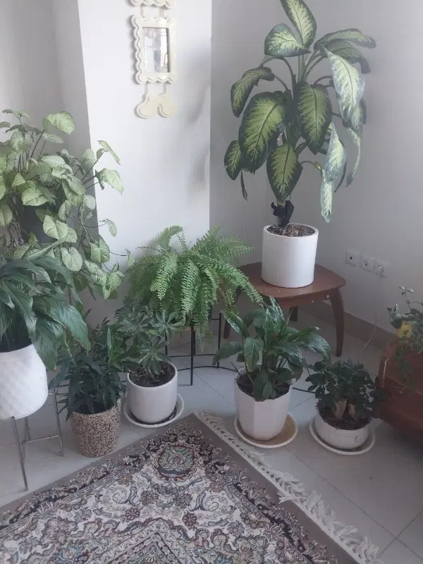 خانه اجاره ای ورودی مجزا
