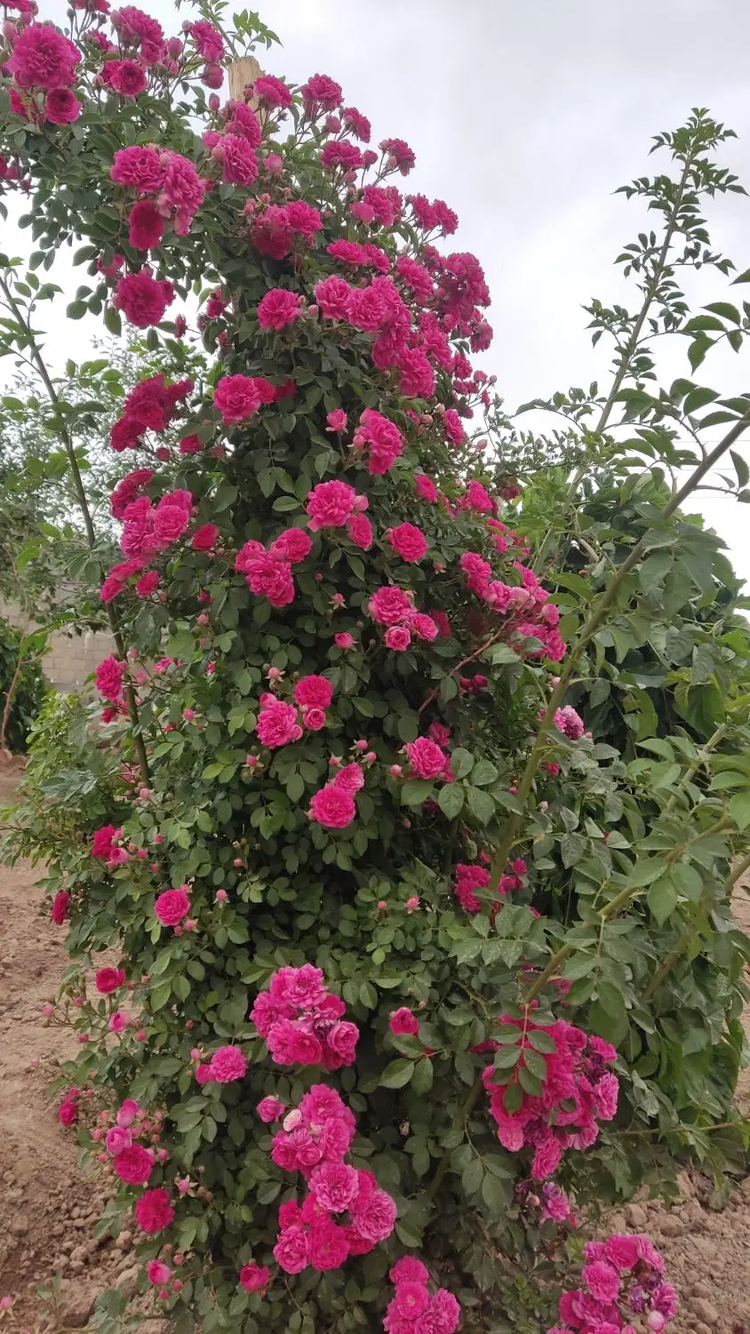 فروش باغ