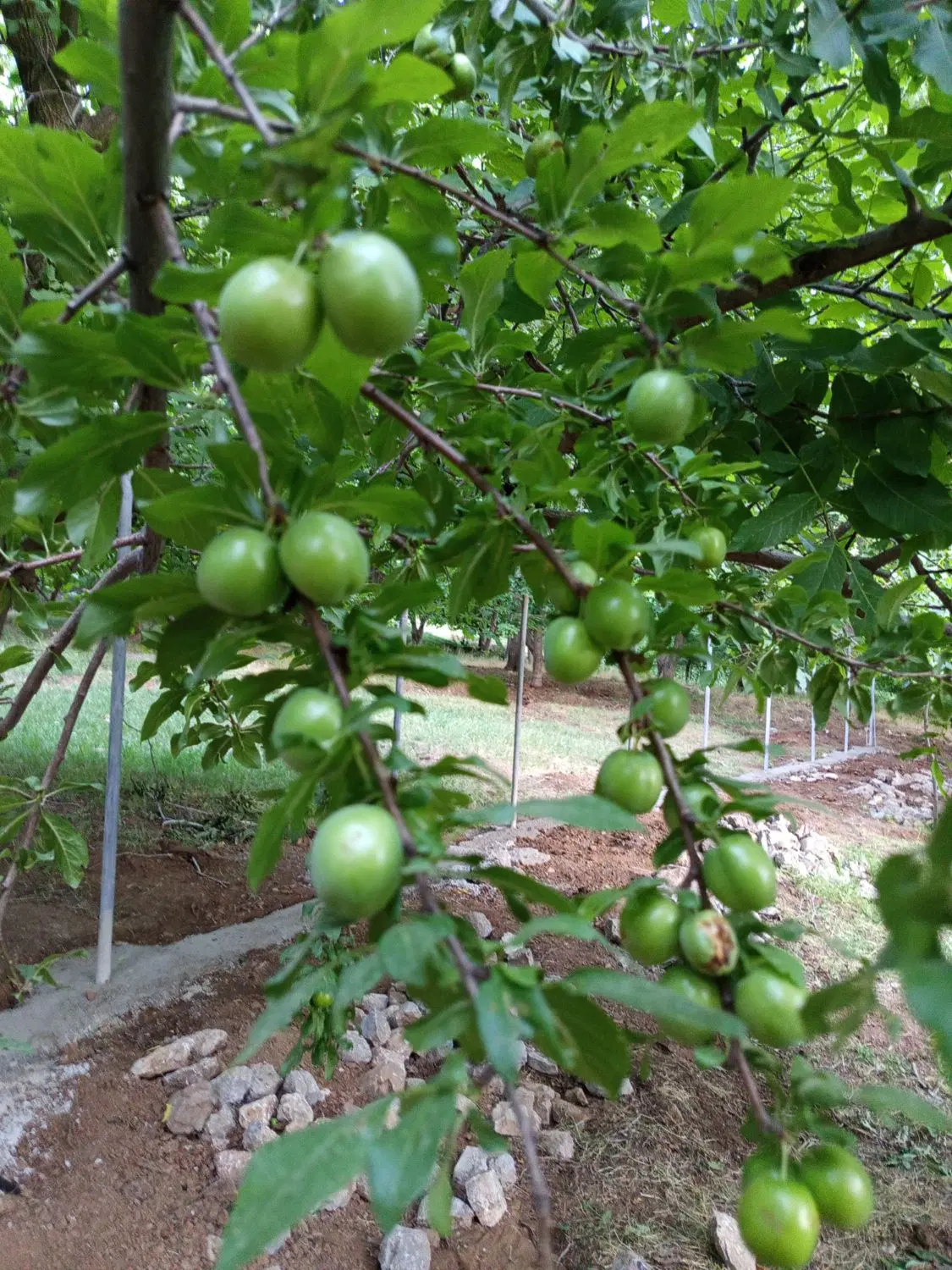 باغ گردو