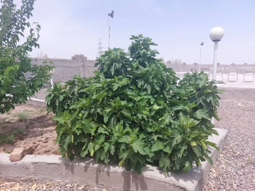 داوران