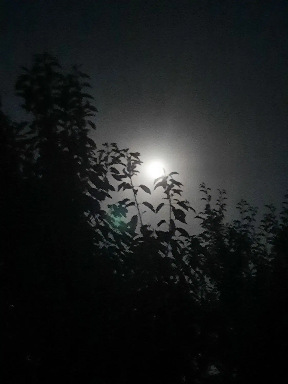 ۷۰۰ متر باغچه با درختان مثمر