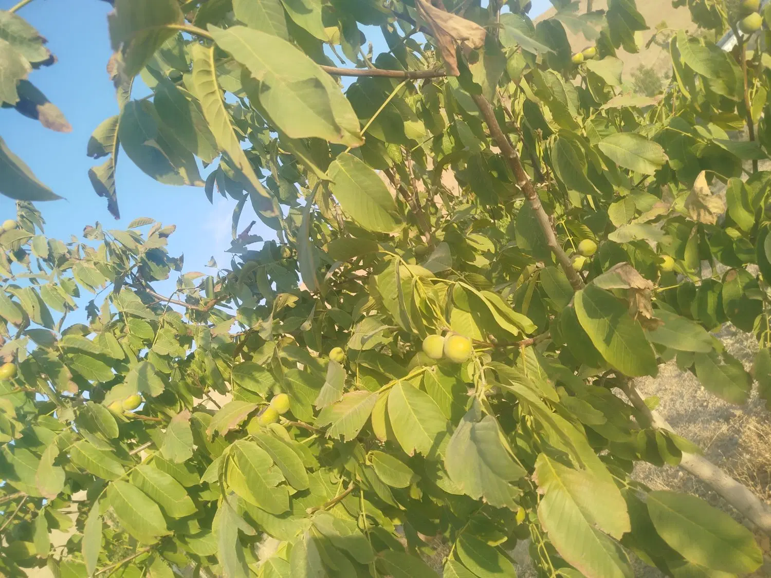 باغ میوه
