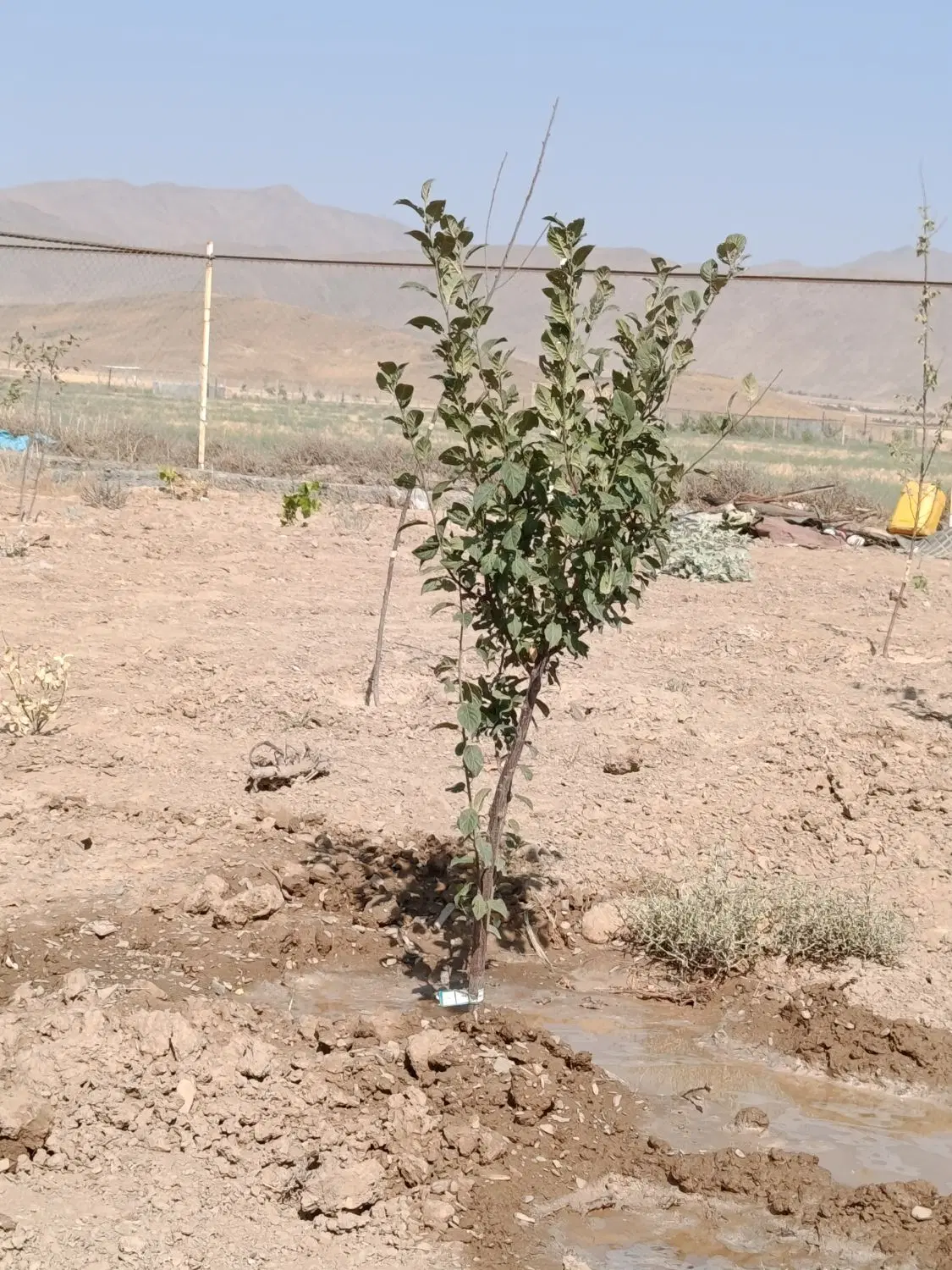 باسلام زمین باغی و آب