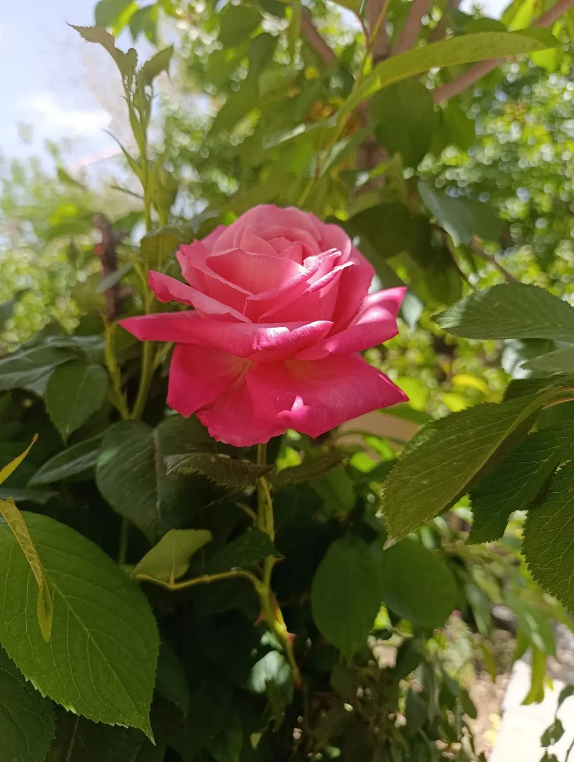 باغ میوه