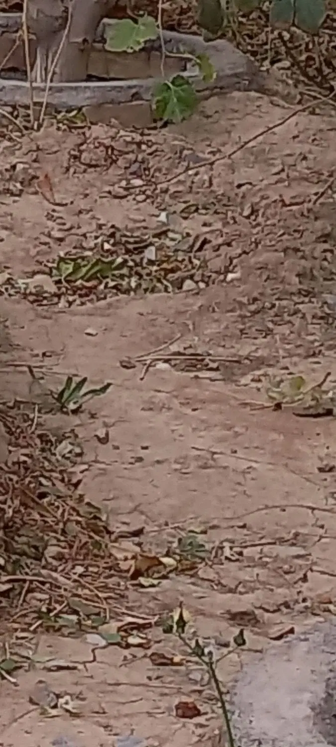 فروش زمین واقع در روستای بجد