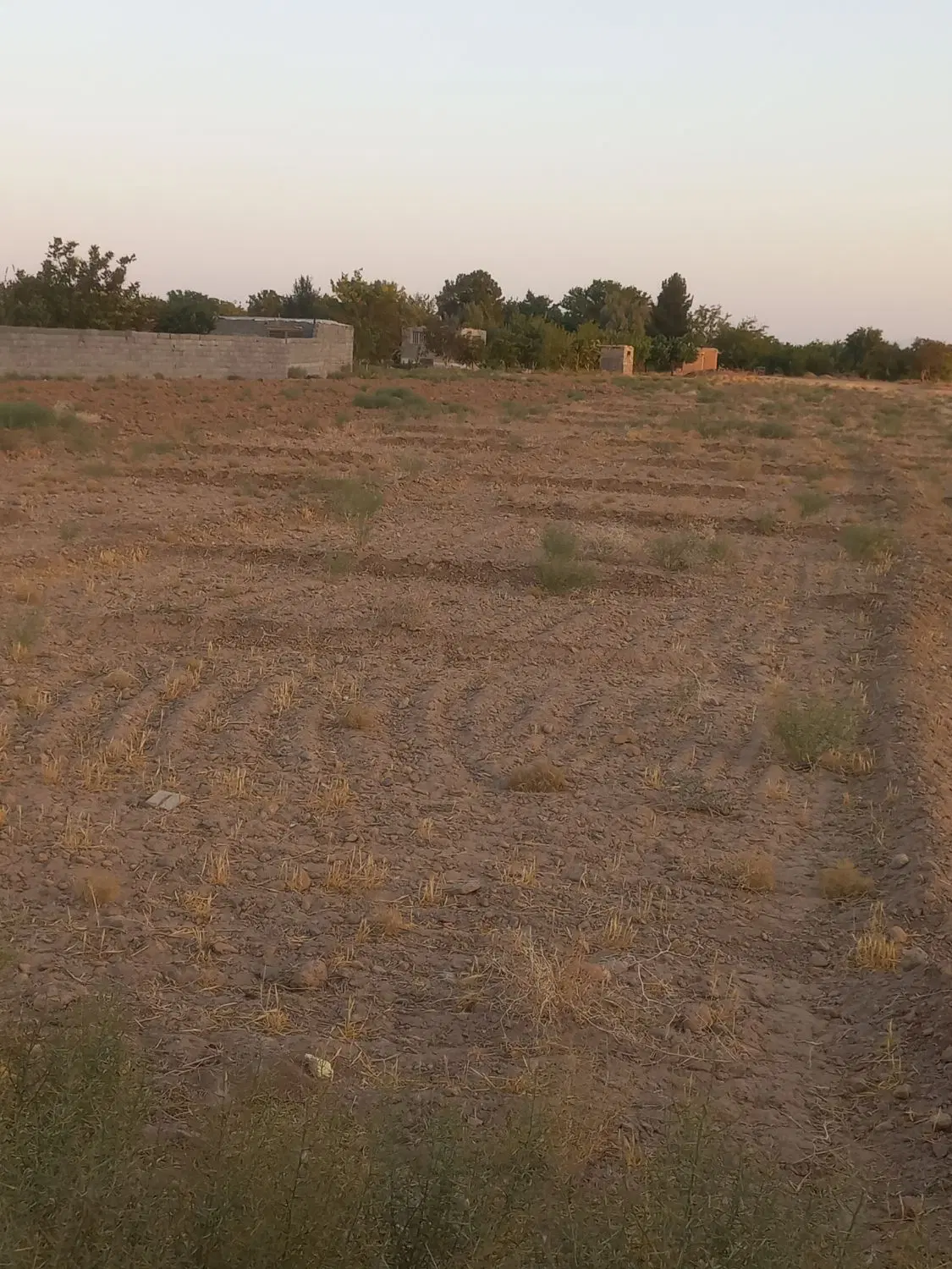 زمین کشاورزی