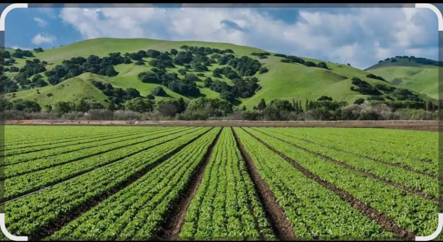 زمین کشاورزی تخت سنددار