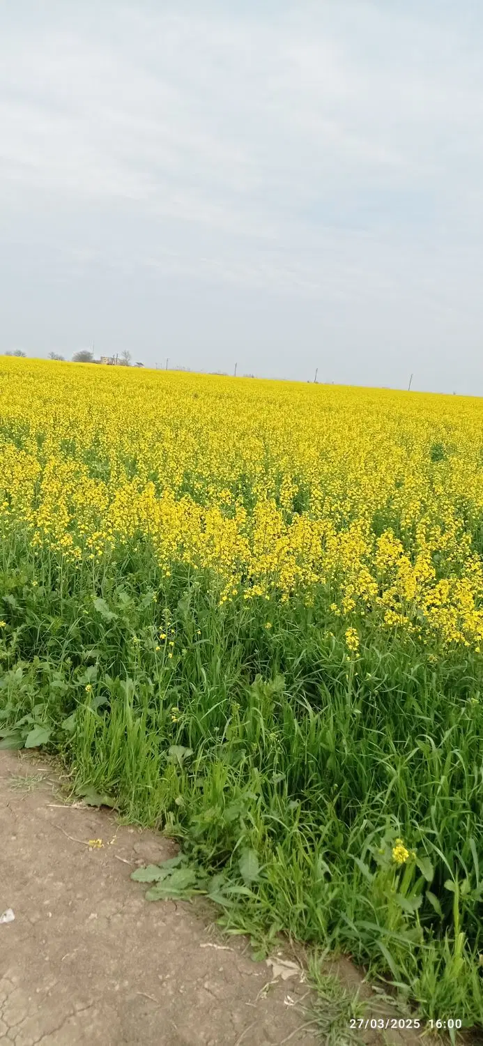فروش زمین مسکونی