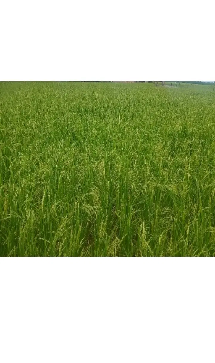 فروش زمین مزروعی سنتی