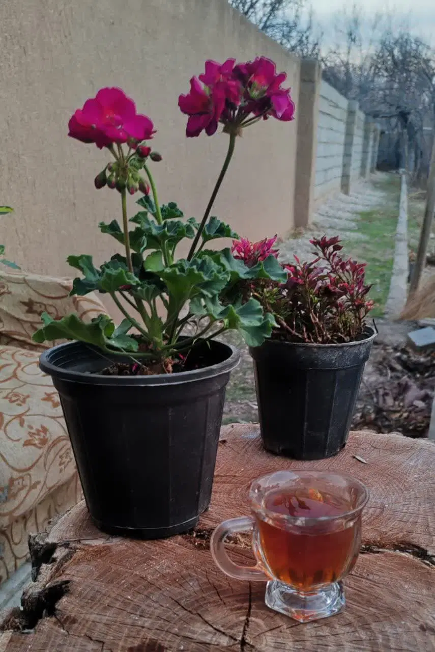 فروش باغ