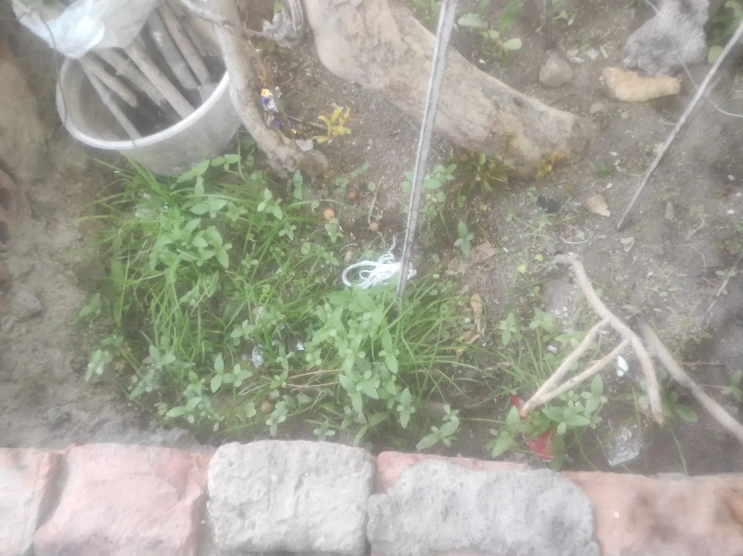 اجاره جواز میوه فروشی