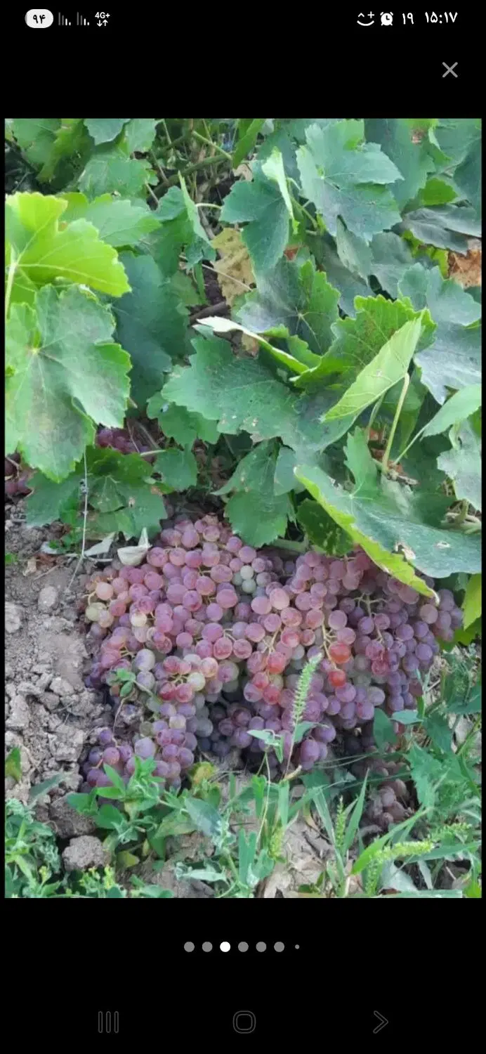 تاکستان انگور و گردو ضیااباد