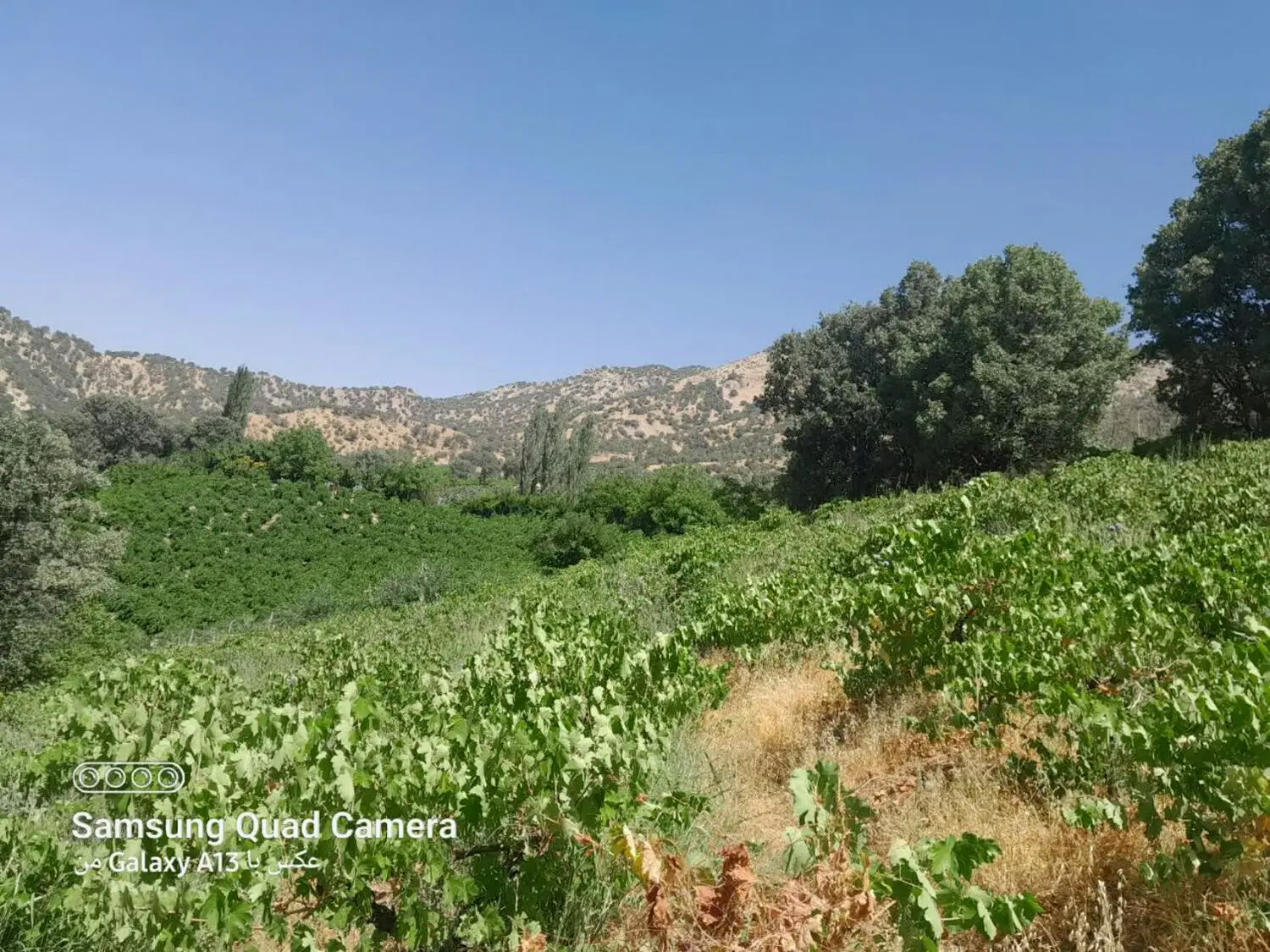 باغ ثمری