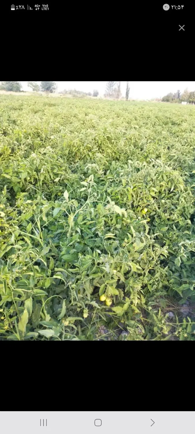 زمین کشاورزی جهت باغشهری وگلخانه
