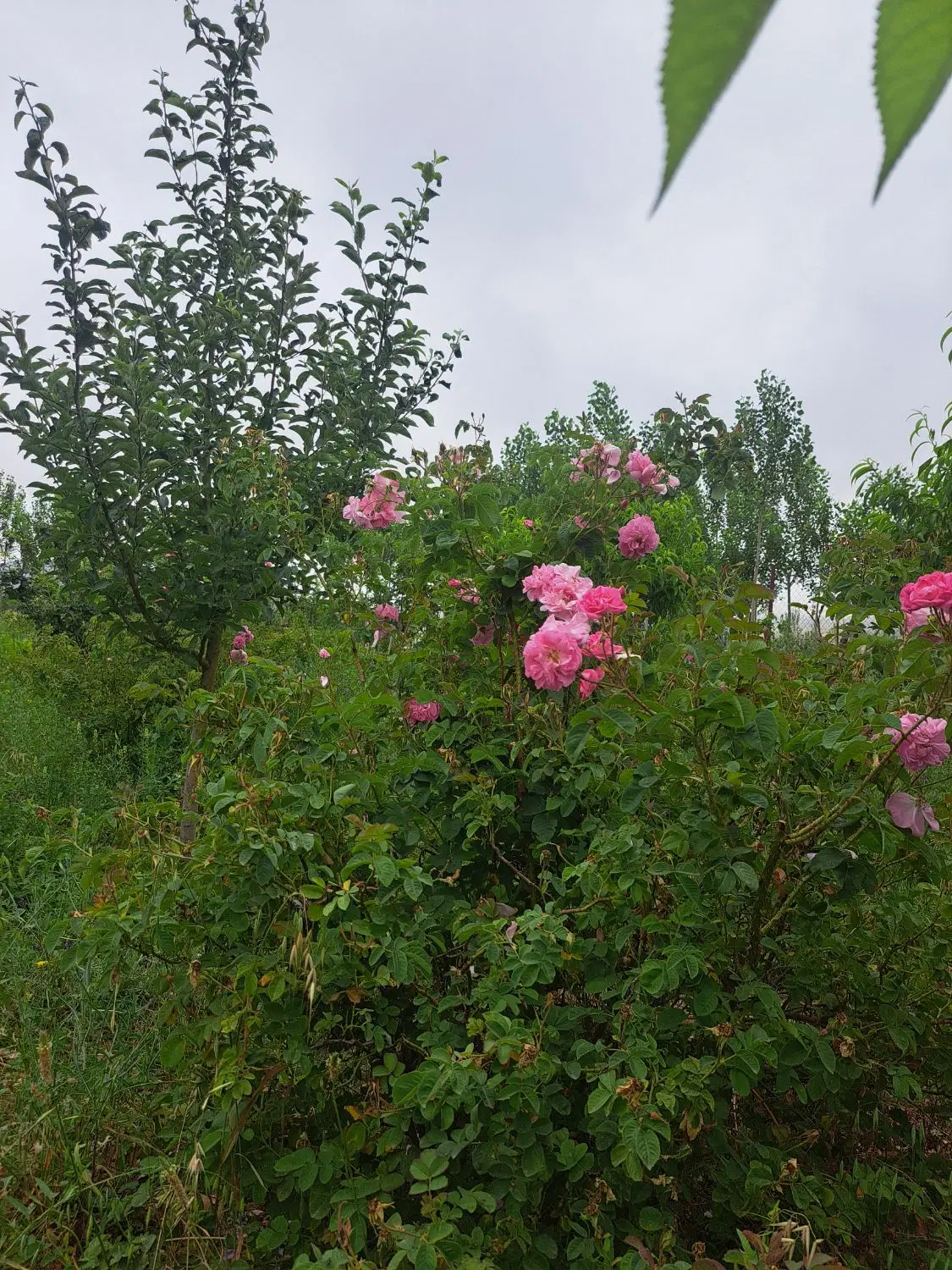 باغ ۵۶۰ متر کرگان