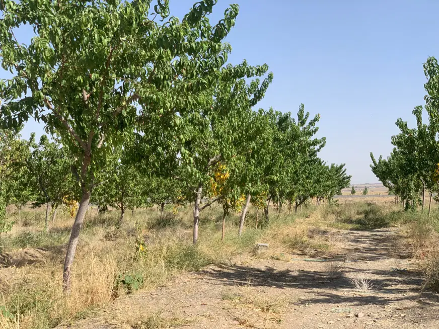 زمین باغ کاهو هاشم اباد