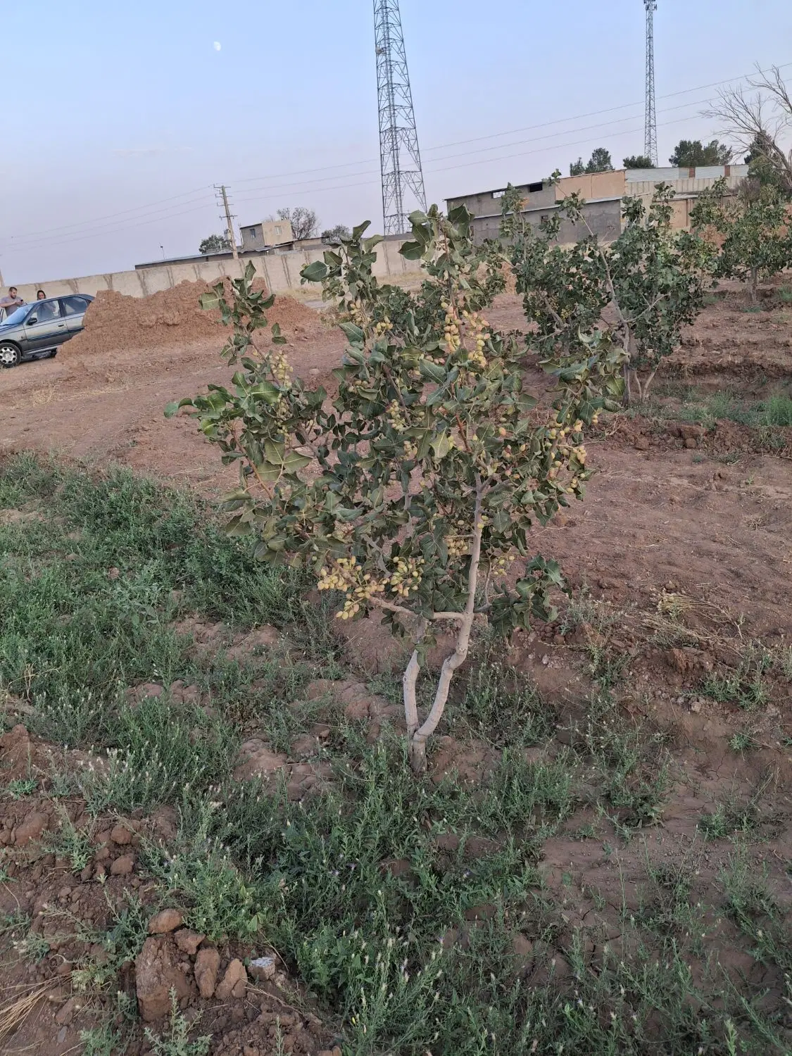 باغچه 450 متری پسته