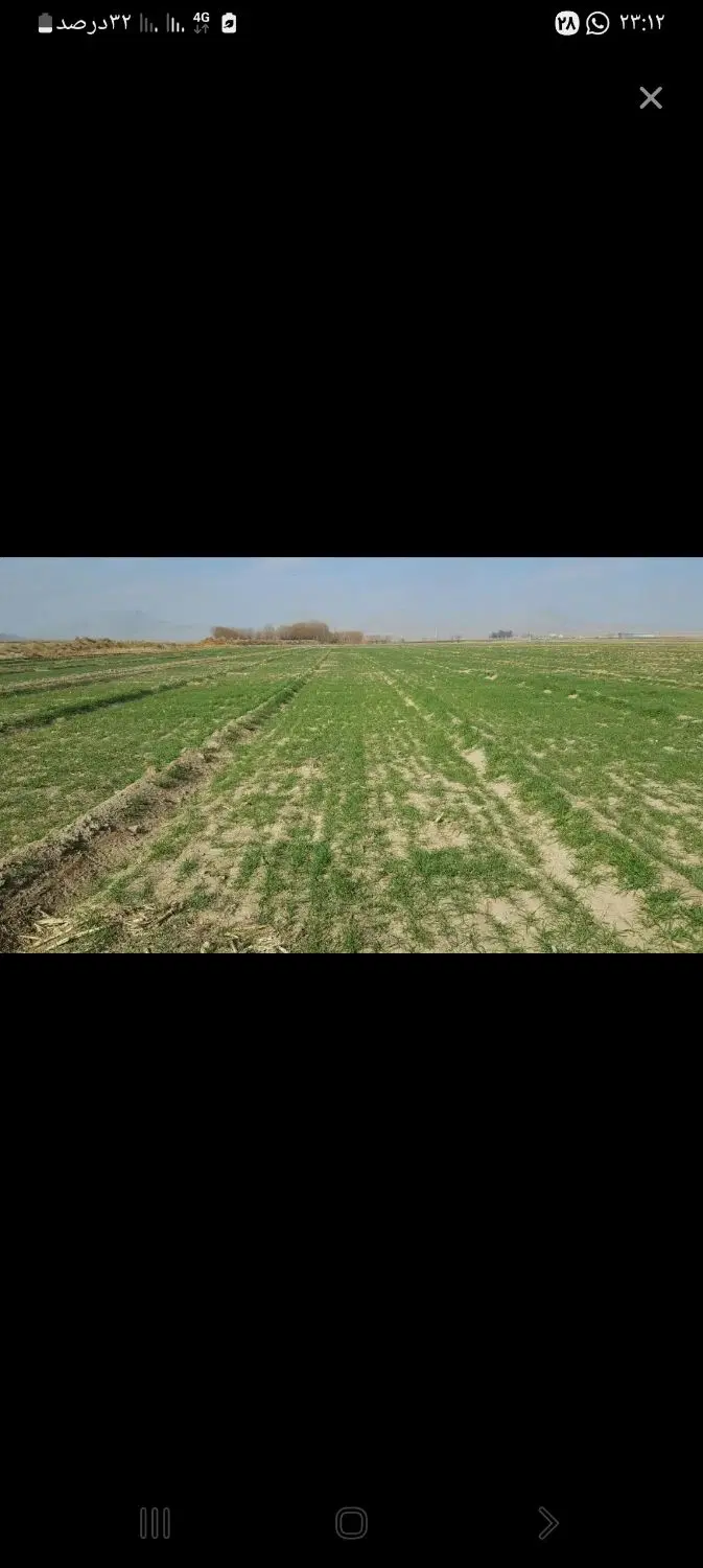 زمین کشاورزی کاشت گندم